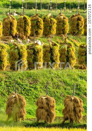 Rice dried on rice piles 107072116