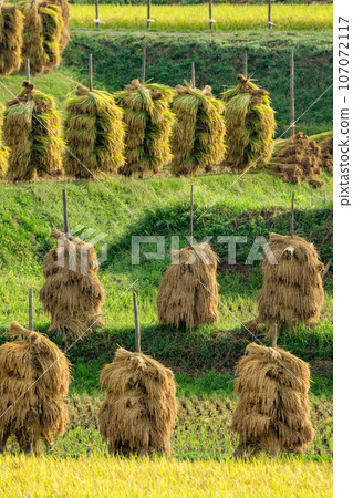 Rice dried on rice piles Rice dried on rice piles 107072117