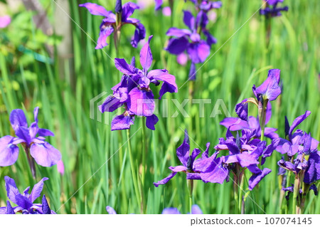 虹膜花藍紫色 107074145