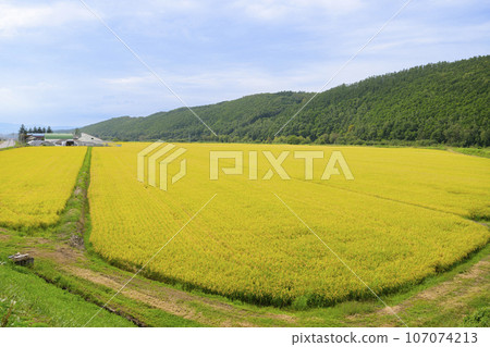 Rice cultivation in Hokkaido: A view of the rice field before harvest Rice cultivation in Hokkaido: A view of the rice field before harvest 107074213