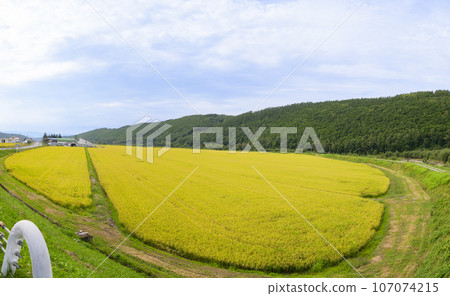 Rice cultivation in Hokkaido: A view of the rice field before harvest 107074215
