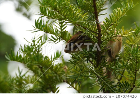 紫杉樹上的你好♪可愛的花栗鼠 107074420