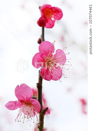 紅梅，深粉紅色梅花，特寫，寒冷的天空背景 107074461