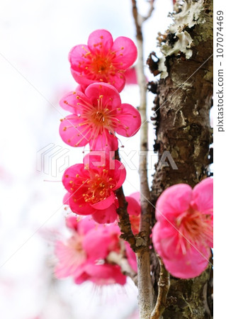 紅梅,深粉紅色梅花,特寫,寒冷的天空背景 紅梅,深粉紅色梅花,特寫,寒冷的天空背景 107074469