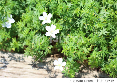 Akebono Flower Flower 107074656