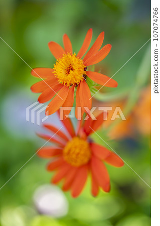 orange mexican daisy orange mexican daisy 107074766