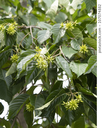 乾蓮木與水果 107074882