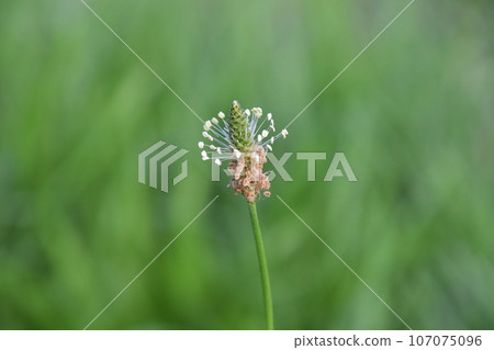 Yamadaike Park 107075096