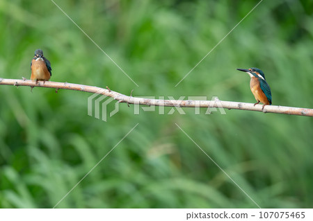 Two swastikas perching on a branch together 107075465