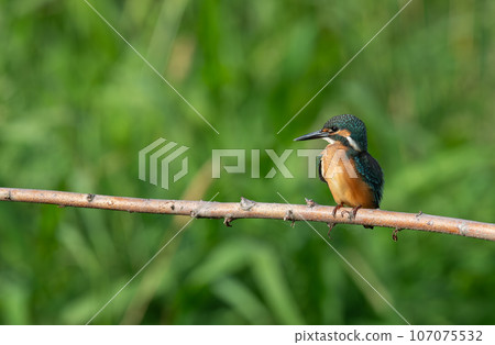 Kingfishes that stop on branches 107075532