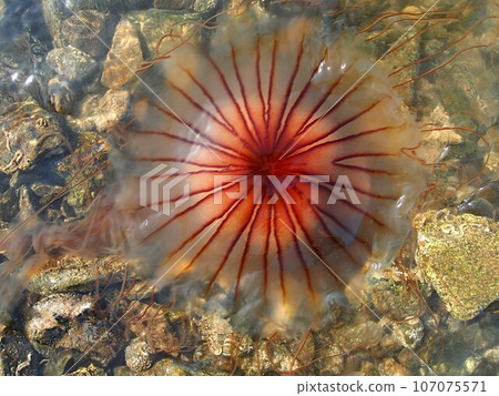 紅色水母向上 紅色水母向上 107075571