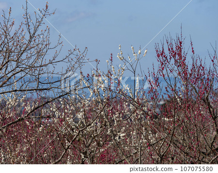 Plum blossoms blooming in the southern plum grove and views of the sea Plum blossoms blooming in the southern plum grove and views of the sea 107075580