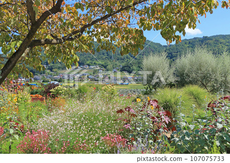 Ikeda Town Herb Station Flower and Herb Garden Ikeda Town Herb Station Flower and Herb Garden 107075733