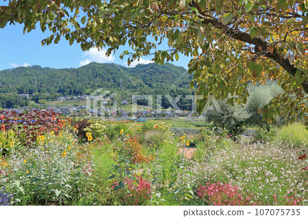 Ikeda Town Herb Station Flower and Herb Garden 107075735