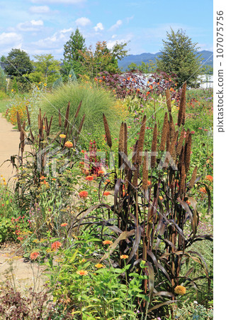 池田町藥草站花與藥草園 107075756