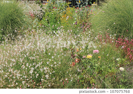 Ikeda Town Herb Station Flower and Herb Garden Ikeda Town Herb Station Flower and Herb Garden 107075768