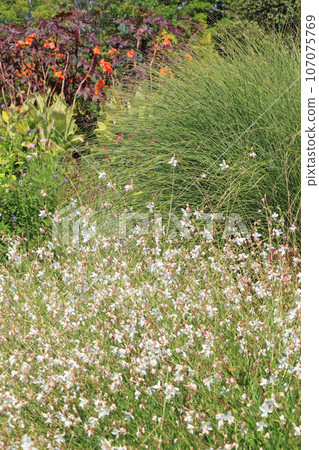池田町藥草站花與藥草園 池田町藥草站花與藥草園 107075769