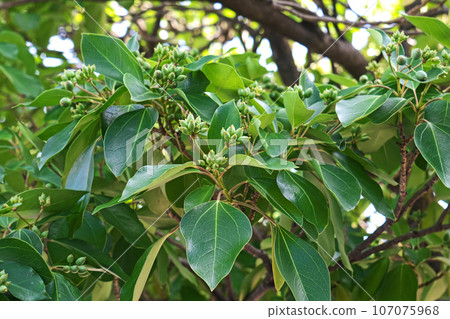 淺綠色 kakuremino 水果(秋季、九月) 淺綠色 kakuremino 水果(秋季、九月) 107075968