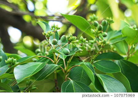 淺綠色 kakuremino 水果(秋季、九月) 淺綠色 kakuremino 水果(秋季、九月) 107075969