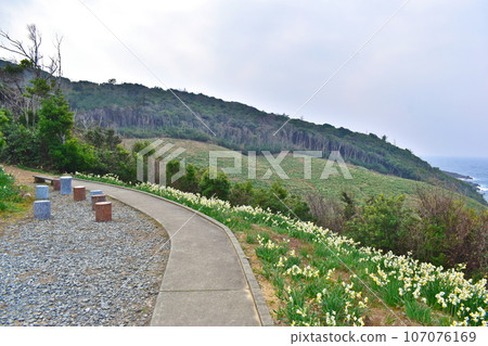 Karaon Narcissus Park Shimane Narcissus 107076169