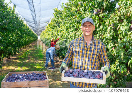 Farmer stacking crates with plums during harvest in garden Farmer stacking crates with plums during harvest in garden 107076458