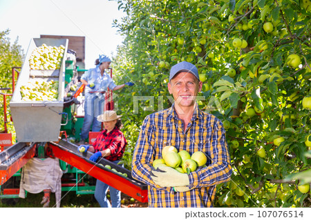 Successful farmer showing harvested apples in farm garden Successful farmer showing harvested apples in farm garden 107076514