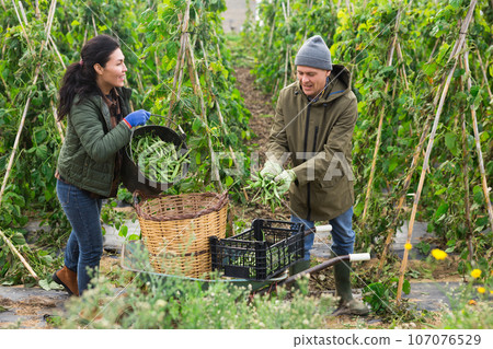 Caucasian man and Asian woman collecting haricot 107076529