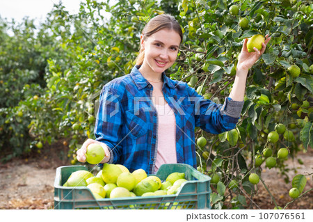 Female farm workers picking ripe lemons in garden Female farm workers picking ripe lemons in garden 107076561