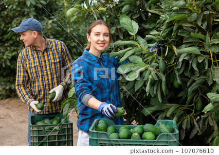 Positive woman harvesting ripe avocado in orchard Positive woman harvesting ripe avocado in orchard 107076610