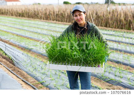 Woman farmer with box of scallion on vegetable field 107076616