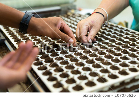 Planting seeds of plants by hand in special trays for germination close up 107076620