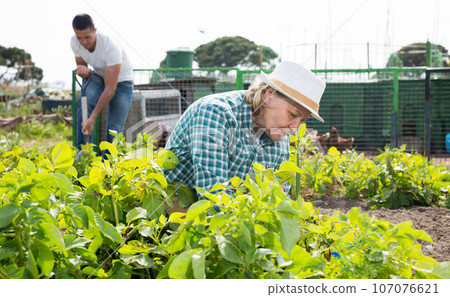 Mature woman weeds potatoes on the field 107076621