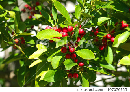 紅色冬青莓（秋季、九月） 107076735