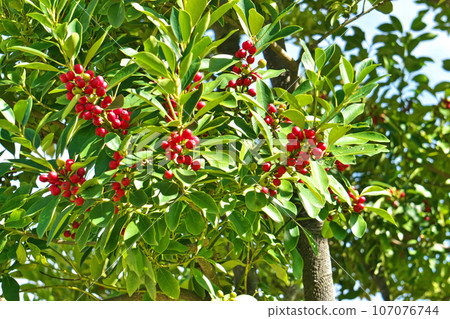 Red-colored Ilex berries (autumn, September) Red-colored Ilex berries (autumn, September) 107076744