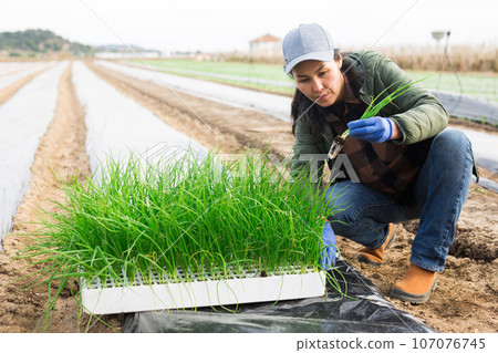 Woman planting scallion on vegetable field Woman planting scallion on vegetable field 107076745