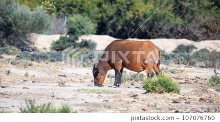 African forest buffalo grazing in pasture on sunny day 107076760