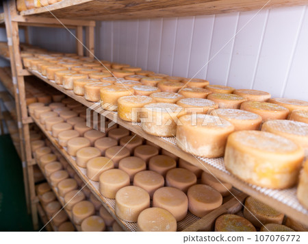 Matured cheese wheels on shelves in cheese dairy Matured cheese wheels on shelves in cheese dairy 107076772