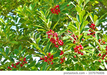 紅色冬青莓(秋季、九月) 紅色冬青莓(秋季、九月) 107076806