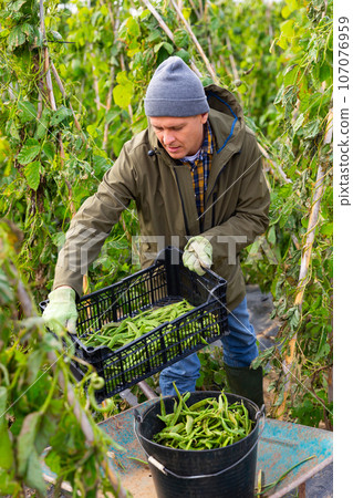 Farmer harvesting ripe peas in farm field Farmer harvesting ripe peas in farm field 107076959