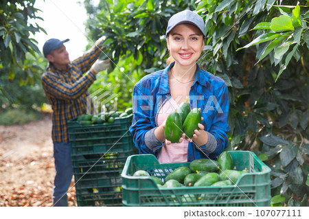 Smiling gardener woman posing with full avocado boxes Smiling gardener woman posing with full avocado boxes 107077111