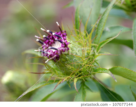 大花岡寺 107077144
