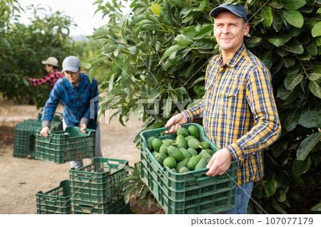 Positive adult european farmer picking carefully avocado on plantation Positive adult european farmer picking carefully avocado on plantation 107077179