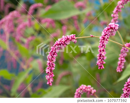 Polygonaceae Polygonaceae Polygonaceae Polygonaceae 107077392