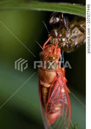 蟬正在羽化 蟬正在羽化 107077446