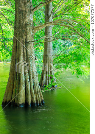 Sasaguri Kyudai Forest in Summer, Fallen Pine, Sasaguri Town, Fukuoka Prefecture Sasaguri Kyudai Forest in Summer, Fallen Pine, Sasaguri Town, Fukuoka Prefecture 107077577