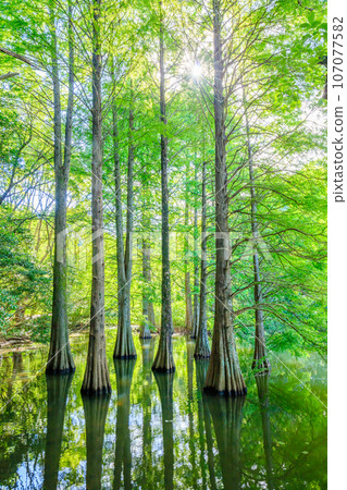 Sasaguri Kyudai Forest in Summer, Fallen Pine, Sasaguri Town, Fukuoka Prefecture 107077582