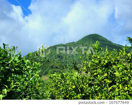 A mandarin orange field in autumn scenery 107077649