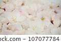 Carpet of cherry blossoms - Spring cherry blossom viewing background featuring cherry blossoms 107077784
