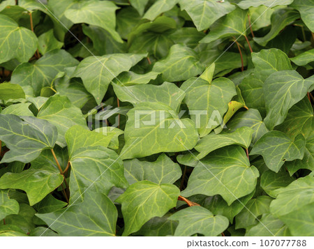 鮮綠色的葉子 107077788