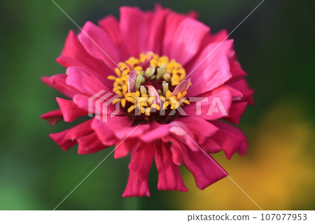 Zinnia 0113 Zinnia 0113 107077953